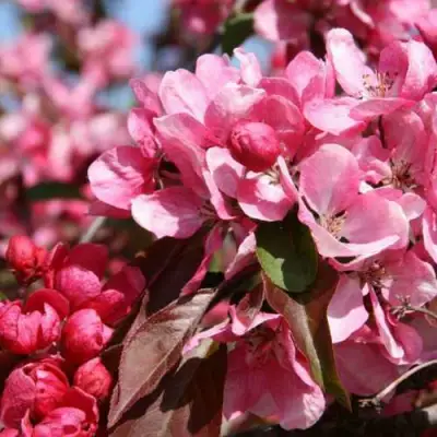 Яблоня РУДОЛЬФ декоративная  в Бресте