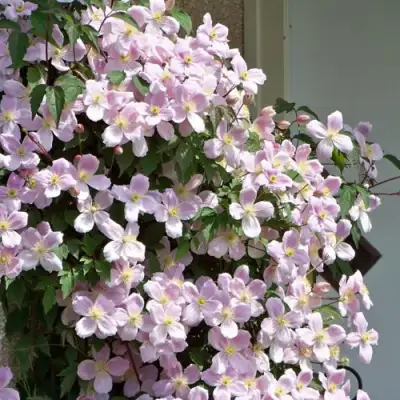 Клематис ГОРНЫЙ в Бресте