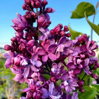 Сирень ВИОЛЕТТА в Бресте