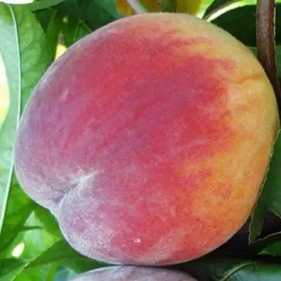 Персик ТОП СВИТ в Бресте