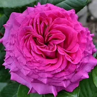 саженцы розы Шартрез Де Парм