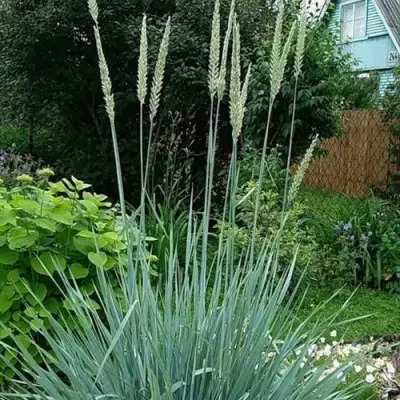 Элимус БЛЮ ДЮН песчаный в Бресте