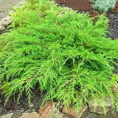 Микробиота ЯКОБСЕН перекрестнопарная в Бресте