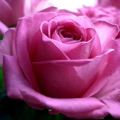 Роза ЭЙФЕЛЕВА БАШНЯ чайно-гибридная в Бресте