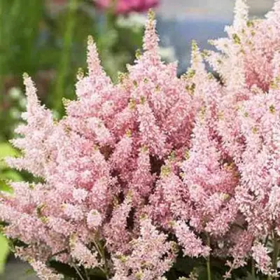 Астильба ЮНИК САЛМОН гибридная в Бресте