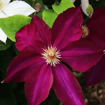 Клематис МАЗОВШЕ в Бресте