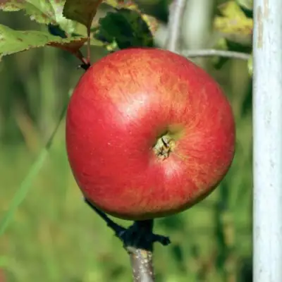 Яблоня ДЫЯМЕНТ в Бресте