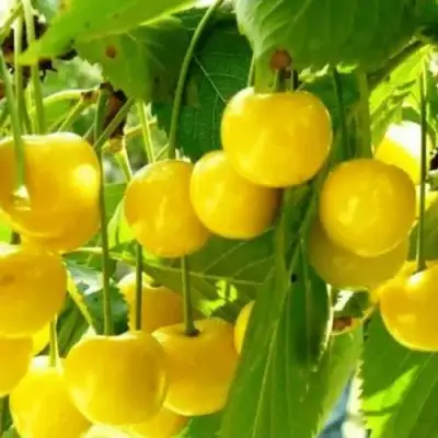 Черешня ПОДСНЕЖНИК в Бресте