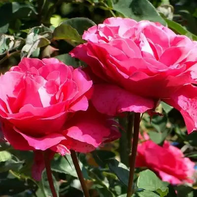 Роза ВИЕН РОУЗ чайно-гибридная в Бресте