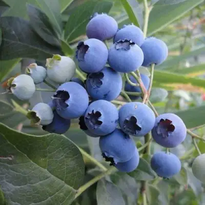 Голубика ЛЕГАЦИЯ в Бресте