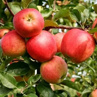 Яблоня ГАЛА МАСТ в Бресте