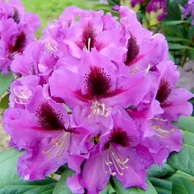 Рододендрон РАСПУТИН в Бресте