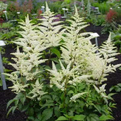 Астильба БРАУТШЛЕЙЕР Арендса в Бресте