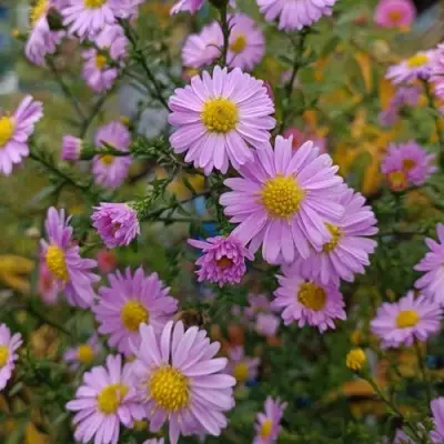 Астра СТРОУБЕРРИ ЭНД КРИМ новобельгийская в Бресте