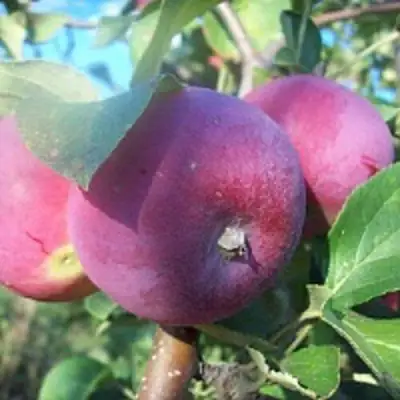 Яблоня СЕРЕБРЯНОЕ КОПЫТЦЕ в Бресте