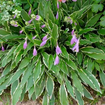 Хоста СТИЛЕТТО гибридная в Бресте