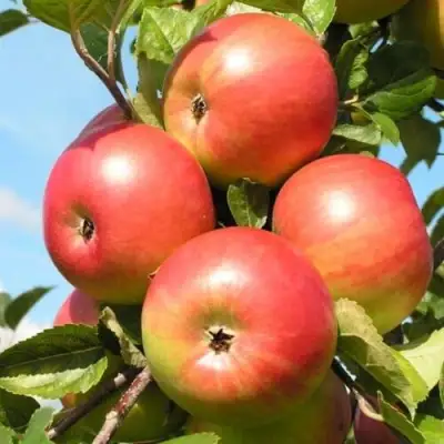 Яблоня ФРИДОМ в Бресте