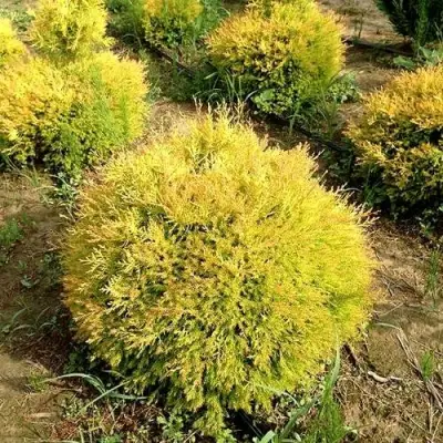 Туя ГЛОБОЗА АУРЕА западная в Бресте