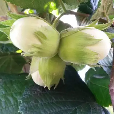 Фундук ЮННАТ в Бресте