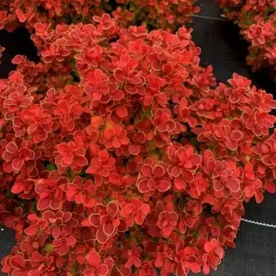 Барбарис РЕД ХОТ ЧИЛИ тунберга в Бресте