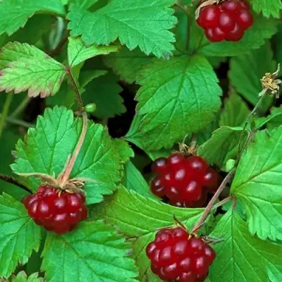 Княженика АУРА в Бресте