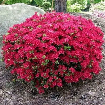 Азалия КАНЗОНЕТТА японская в Бресте