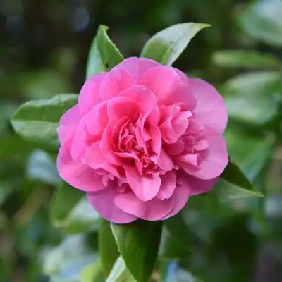 Камелия ДЕББИ в Бресте