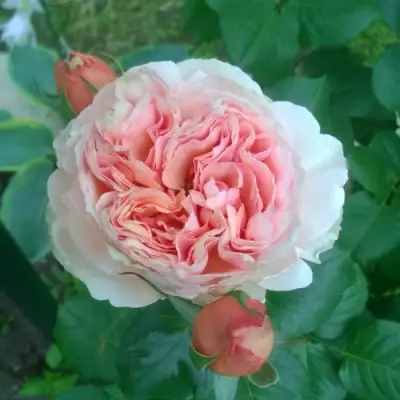 саженцы розы Филинг