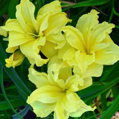 Лилейник ДАБЛ РИВЕР ВАЙ гибридный в Бресте