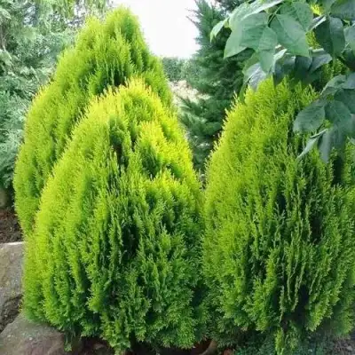 Туя восточная в Бресте