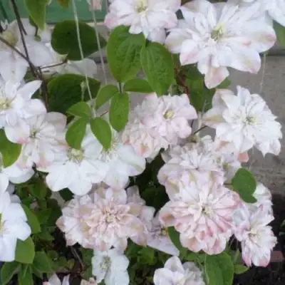 Клематис ИННОСЕНТ БЛАШ в Бресте