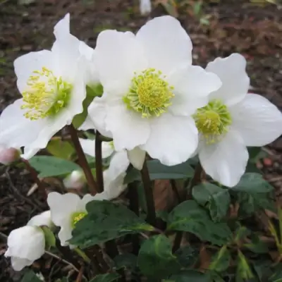 Морозник ЧЕРНЫЙ в Бресте