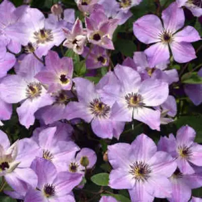 Клематис МОНИНГ СКАЙ в Бресте