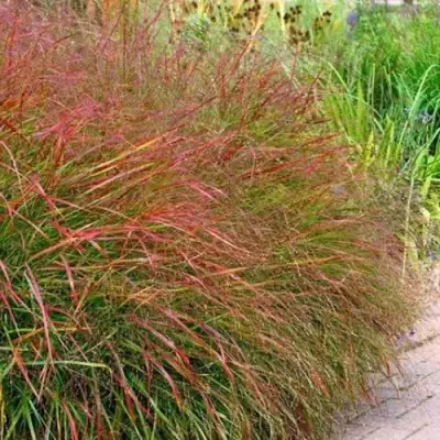 Просо ШЕНАНДО прутьевидное в Бресте