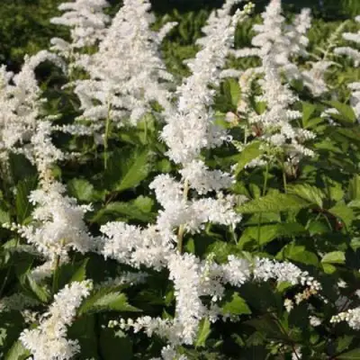 Астильба ДОЙЧЛАНД японская в Бресте