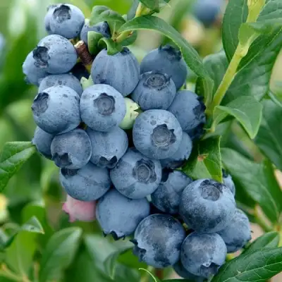 Голубика ХАРДИБЛЮ в Бресте