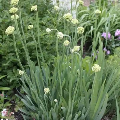 Лук слизун в Бресте