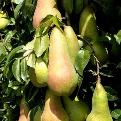 Груша КОНКОРД в Бресте