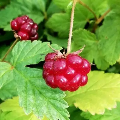 Княженика АННА в Бресте