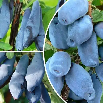 Комплект СИЯНИЕ ГЛАЗ в Бресте