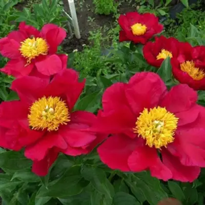 Пион АМЕРИКА травянистый в Бресте