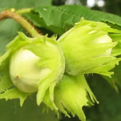 Фундук КАТАЛОНСКИЙ в Бресте