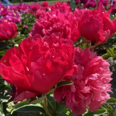 Пион БЕЛГРАВИЯ травянистый в Бресте