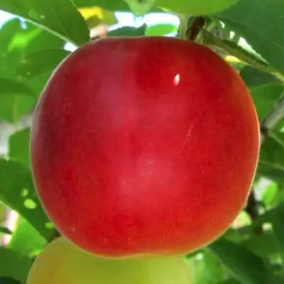 Плумкот БИРИКОККОЛО БОЛОГНЕС в Бресте