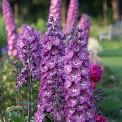 Дельфиниум ДЕЛЬФИС ПИНК ПАУЭ высокий в Бресте