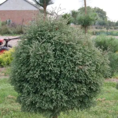 Туя вересковидная в Бресте