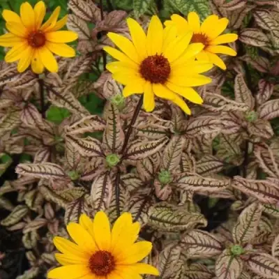 Гелиопсис САММЕР ПИНК в Бресте