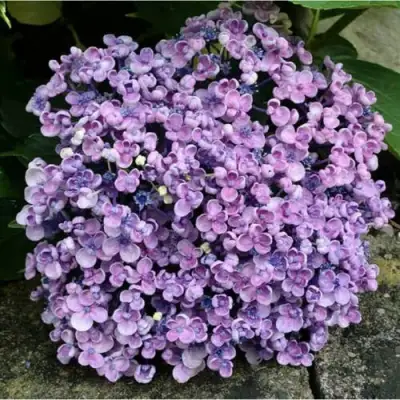 Гортензия АИША крупнолистная  в Бресте