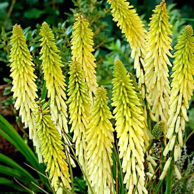 Книфофия ЛИТТЛ МЕЙД гибридная в Бресте