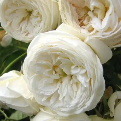 Роза АРТЕМИС шраб в Бресте